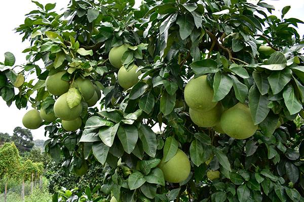 采摘柚子以后須要管理柚子樹，冬季管理方法，要點有哪些？